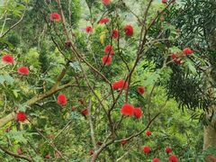 -梧桐山风景名胜区
