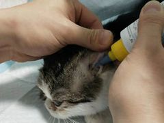 -瑞鹏宠物医院·骨科·猫科·内科(第一中心)