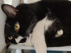 -芭比堂动物医院·犬猫全科·异宠专科(雁塔分院)