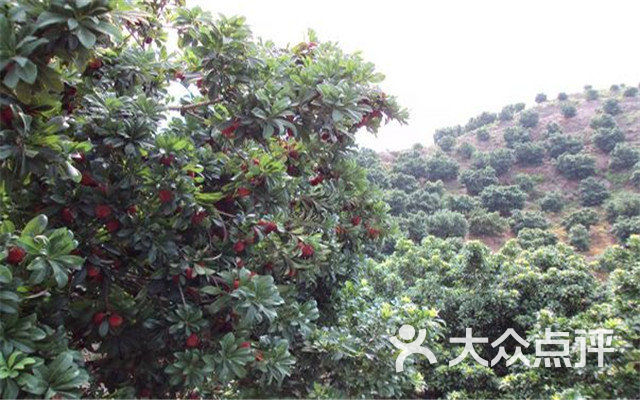 西炉杨梅合作社团购图片图片 - 第12张