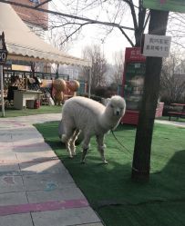 -萌宠亲子动物乐园(槐房万达店)