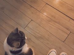 -海边的猫和咖啡馆