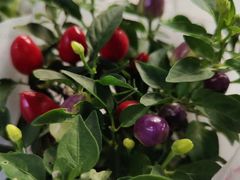 -昆明国际花卉拍卖交易中心