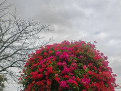 -东莞植物园