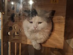 -Mr.Fox狐狸先生超级密室(南山店)