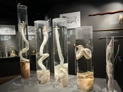 -冰岛阴茎博物馆
