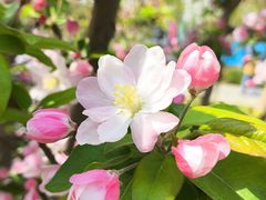 -海棠花溪(元大都城垣遗址公园)
