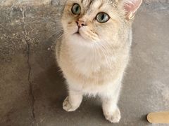 -喵屿·大理花园猫咖