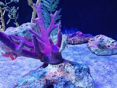 -上海海洋水族馆