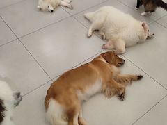 -安格丽娜·狗咖·猫咖羊驼咖(春熙路百盛商场店)