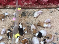 -上海大自然野生昆虫馆(东方明珠·爬宠昆虫探索中心)