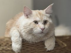 -瑞鹏宠物医院·骨科·猫科·内科(第一中心)