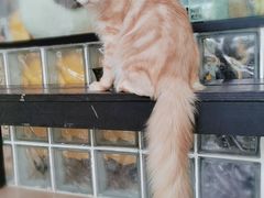 -十年猫舍·猫咪专门店(普陀店)
