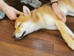 -柯斗斗主题餐厅·狗咖·围炉煮茶·茶饮(国瑞升平里店)