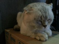 android_upload_pic-MIKAKU(万达广场上海宝山店)