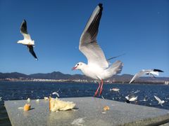 -海埂大坝
