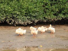 -东寨港红树林旅游区