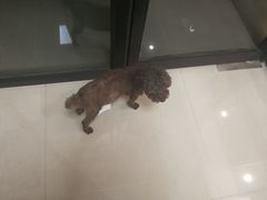 -艾贝尔宠物诊疗