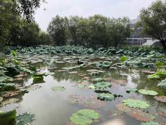 -长兴太湖图影湿地文化园