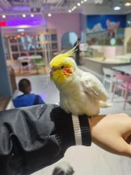 -Moni星球萌宠·小马宝莉·灵蛇·高端高阶全萌宠互动体验俱乐部(红豆国际广场店)