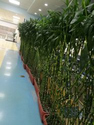 -首都医科大学附属北京儿童医院