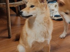 -柴犬高等学院·狗咖·柴犬售卖·宠物训练
