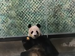 -上海野生动物园