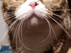 -猫冇咖·家门口的撸猫馆(大融城店)