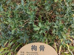 -上海醉白池公园