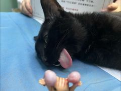 -艾贝尔宠物医院·宠保定点·超声绝育·免疫点(樱花路店)