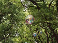 -上海共青森林公园