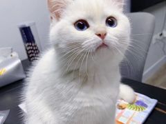 -糯米喵星人总部直营旗舰店·猫舍·幼猫出售