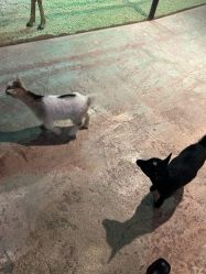 -酷嗒动物文化乐园(cutezoo西溪乐天城店)