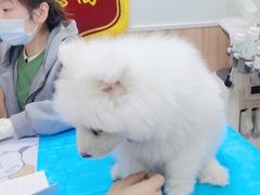 -瑞鹏宠物医院·内科·中兽医·骨科(苗圃店)