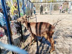 -长白岛森林公园