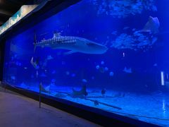 -烟台海昌鲸鲨海洋公园