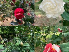 -深圳国际园林花卉博览园