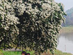 -美的鹭湖森林度假区