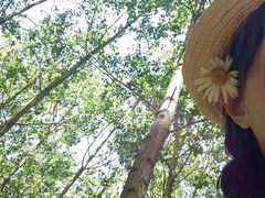 -合肥滨湖国家森林公园