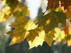 -王顺山国家森林公园