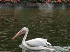-广州长隆飞鸟乐园