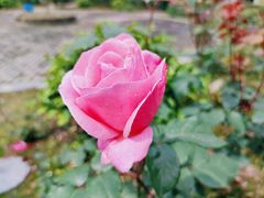 -金谷域澳洲庄园