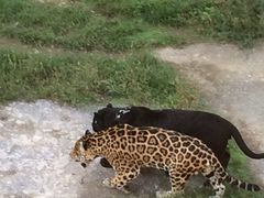 -石家庄市动物园