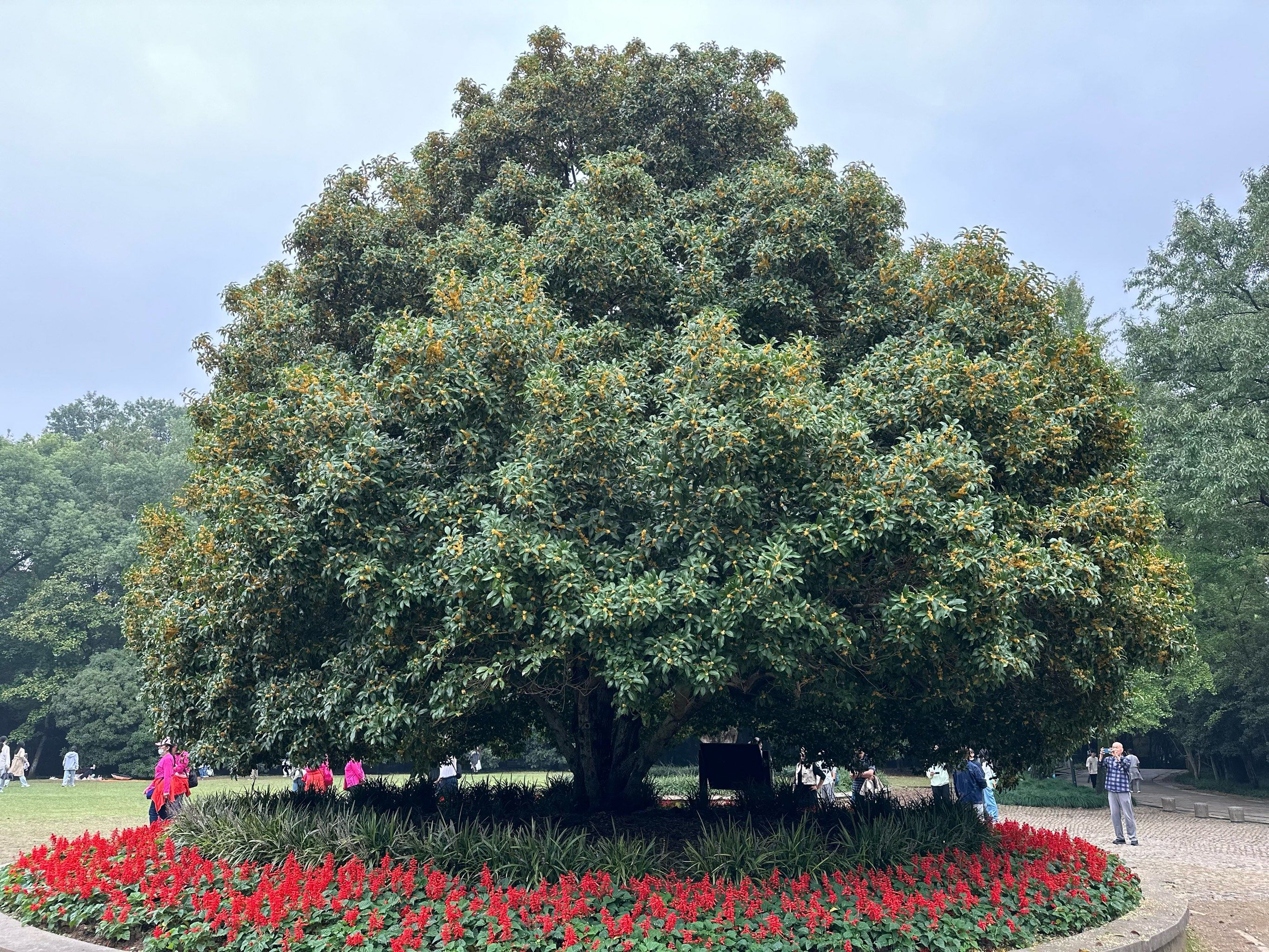 灵谷寺的桂花王