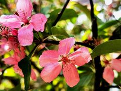 -长白岛森林公园