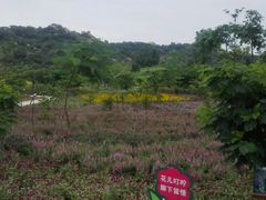 -丹樱生态园