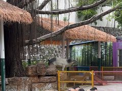 -深圳野生动物园