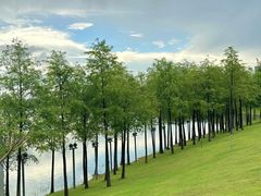 -九里湖国家湿地公园
