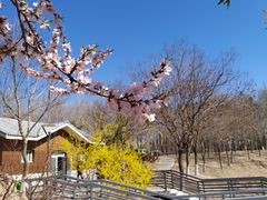 -大兴滨河森林公园