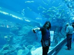 -迪拜水族馆及水下动物园